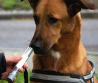 Les chiens pourraient détecter certains cancers du poumon !