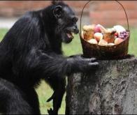 Les chimpanzés sont aussi équitables que les humains !