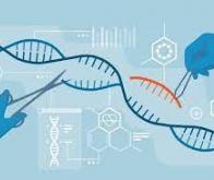 Les ciseaux génétiques Crispr-Cas9 guérissent une deuxième maladie mortelle...