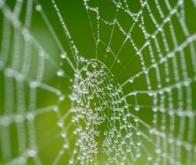 Les étonnantes propriétés des toiles d'araignées enfin expliquées