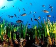 Les herbiers marins stockent plus de carbone que les forêts 