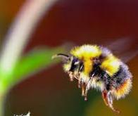 Les incroyables capacités cognitives du bourdon...