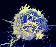 Les lymphocytes T du rhume protègent aussi contre le Coronavirus…