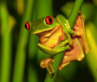 Les mélanges variétaux : une pratique agroécologique prometteuse analysée par la génétique