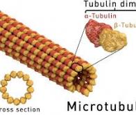 Les microtubules, à la fois squelettes de nos cellules et autoroutes pour molécules