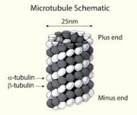 Les microtubules, véritables composants du « système nerveux » de la cellule