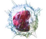 Les monocytes : nouveau biomarqueur du cancer du sein
