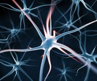 Les nouveaux neurones d'un cerveau adulte participent à l'apprentissage sensoriel