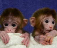 Les premiers singes chimériques sont nés !