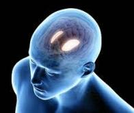 Les régions spécifiques du cerveau endommagées par l’HTA et impliquées dans la démence ont été ...