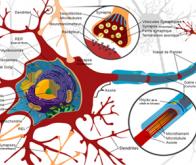 Les secrets des neurones révélés par les molécules d'eau