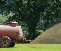 Les stratégies des plantes pour optimiser l’utilisation des nitrates