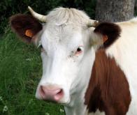 Les vaches pourraient donner du lait maternel humain