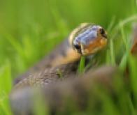 Les venins des serpents n'ont pas livré tous leurs secrets