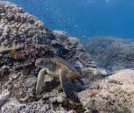 L’étude de micro-organismes dans les grands fonds marins de la fosse de Nankai au Japon permet de ...