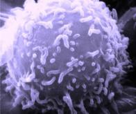 Leucémie myéloïde chronique : le ponatinib montre son efficacité 