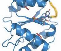 L'hydroxyméthylation : une lettre-clé de notre ARN