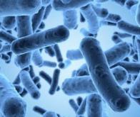 Lien confirmé entre microbiote et sclérose en plaques