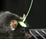 L'optogénétique réveille l'instinct prédateur des souris !