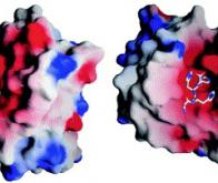 Lupus : l'efficacité du peptide P140 confirmée