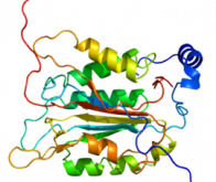 Maladie d’Alzheimer : un espoir de traitement nommé caspase