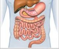 Maladie de Crohn : vers un nouveau moyen de limiter l’inflammation intestinale