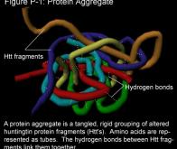 Maladie de Huntington : restaurer la transmission neuronale à la naissance pourrait prévenir ...