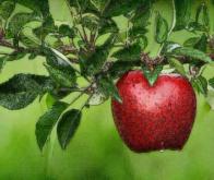 Manger des pommes pour garder un cerveau en pleine forme…