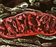 Mieux comprendre l'implication des mitochondries dans le vieillissement…