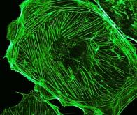 Mimer le vivant pour étudier les mécanismes de contraction cellulaire