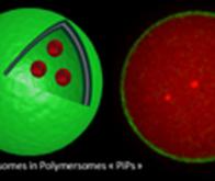 Nano-médecine : des vésicules polymères miment la structure cellulaire