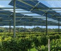 Optimiser les systèmes agrivoltaïques pour les cultures et l’énergie propre