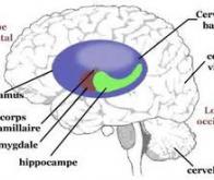 Perte de volume de l’hippocampe, un trait phénotypique de la schizophrénie