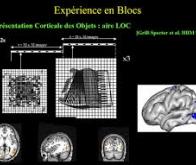 Pourquoi reconnaît-on visuellement un objet qu’on a seulement touché ?