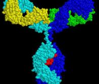 Première mondiale : des chercheurs néerlandais découvrent un anticorps contre SARS-CoV-2