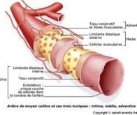 Prévenir le risque cardiovasculaire grâce à un outil de mesure de la rigidité artérielle