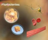 Production des premières cellules pluripotentes in vivo, chez des souris !