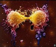 Programmer la mort des cellules cancéreuses…