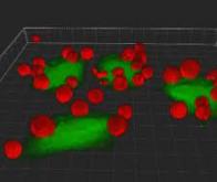 Programmer les interactions cellule-cellule en utilisant la chimie bioorthogonale : une nouvelle ...