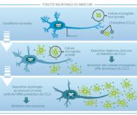 Protection du cerveau contre le mercure