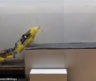 Quand deux robots s’entraident pour surmonter des obstacles…