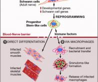 Quand le bacille de la lèpre transforme les cellules nerveuses en muscles !