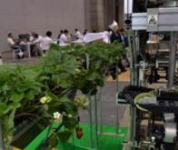 Quand les robots apprennent à cueillir les fruits…