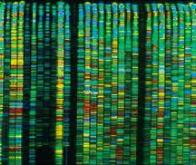 Que cachent les séquences interdites du génome ?