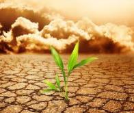 Réchauffement climatique : la Terre va perdre jusqu’à 10 % de ses animaux et ses plantes d'ici 2050
