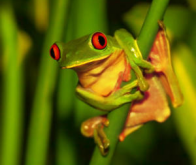 Réchauffement climatique : Trois espèces de plantes et d’animaux sur dix pourraient avoir disparu ...