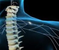 Régénération de la colonne vertébrale de souris grâce aux cellules iPS