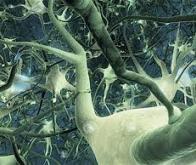 Réseaux de neurones : le rôle organisateur du hasard
