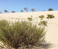Résilience des plantes aux environnements extrêmes : une approche innovante utilisée dans le désert ...