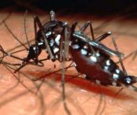 Résultats prometteurs pour le vaccin contre la dengue